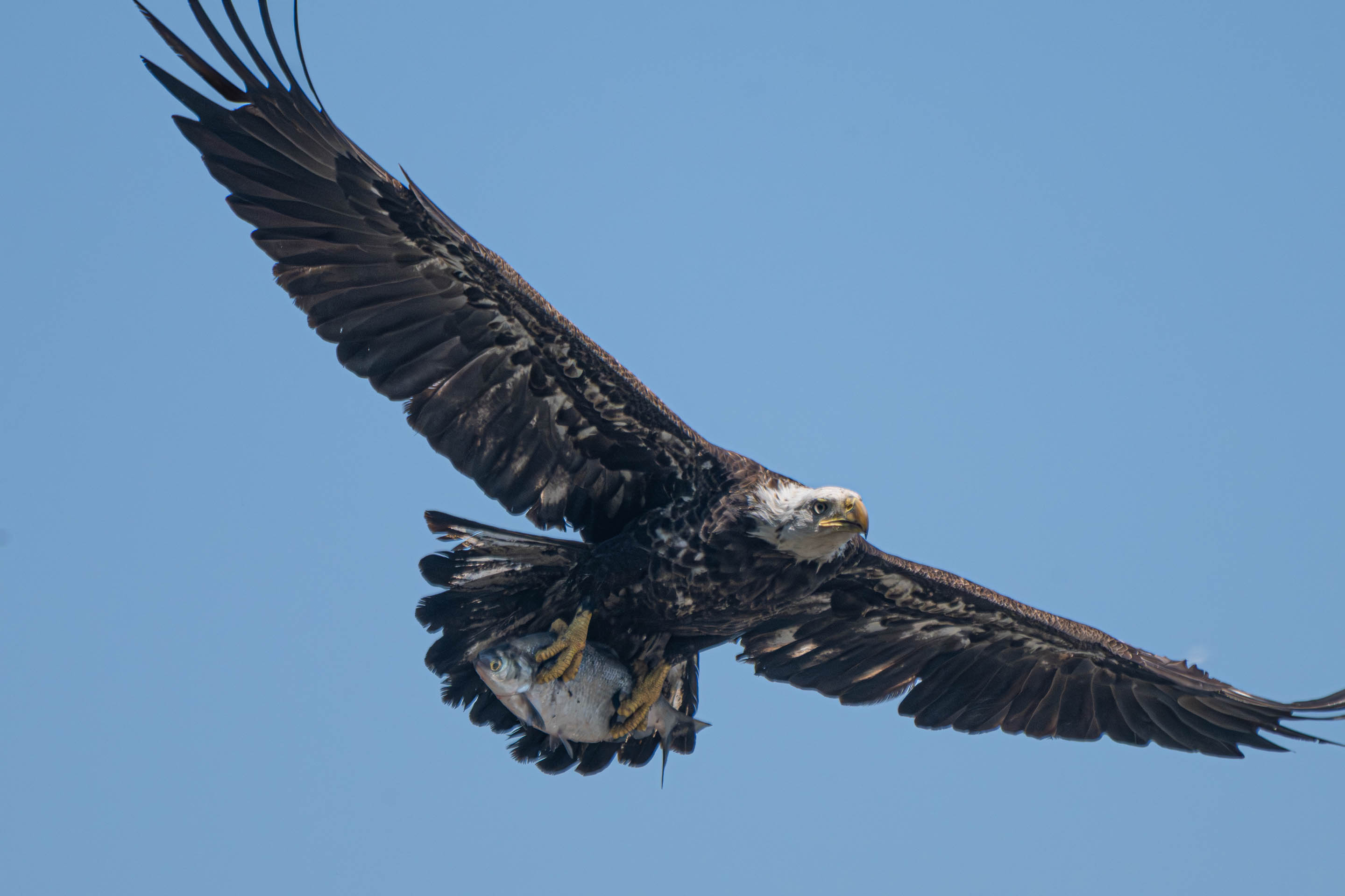 Open Wildlife Level 2 2nd Place Bald Eagle with Catch.jpg